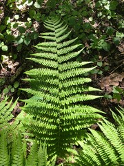 Sunlit green fern leaf in forest floor. Bright green fern frond illuminated by sunlight on a shaded forest floor, surrounded by leaves and natural undergrowth