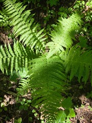 Green fern leaves in forest sunlight. Cluster of bright green fern fronds growing on the forest floor, dappled with sunlight and surrounded by natural undergrowth