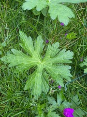 Wild geranium leaf growing in summer grass. Lobed leaf of a wild geranium plant surrounded by grass and small purple flowers in a natural summer meadow