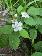 Wild blackberry flower blooming in green foliage. White blackberry blossom in full bloom surrounded by serrated green leaves and natural vegetation on a forest or trail edge