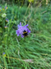 Bumblebee pollinating purple wildflower in meadow. Close-up of a bumblebee collecting nectar from a vibrant purple wildflower in a natural grassy meadow during summer