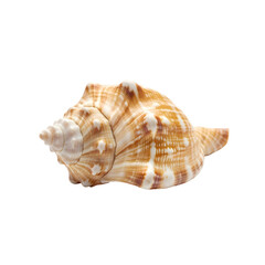 Fototapeta premium Elegant seashell on a plain background