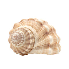 Isolated seashell beauty on black background