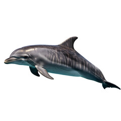 Fototapeta premium Elegant dolphin swimming in dark water