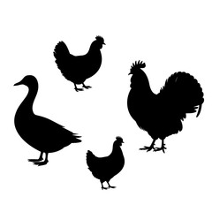 Silhouette illustration of a duck two hens and a rooster on white For Thanksgiving Vector Design