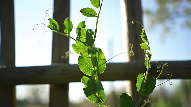 Close-up of vine plant with green leaves growing in front of a wooden trellis
