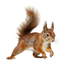 Obraz premium Squirrel isolated walking cautiously on black background