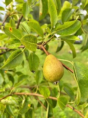 small pear, fruit of a ripening pear on a tree, fruit trees