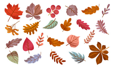 Large set of colorful textured autumn leaves. Fall foliage. Leaves of chestnut, oak, linden, rowan, ash, aspen, maple seeds. Vector illustration