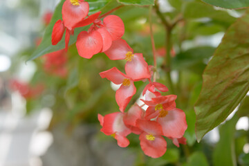 close-up of begonia flowers on a defocused ground