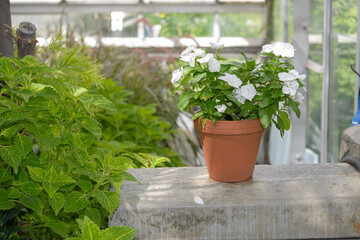 potted new guinea impatiens at the conservatory