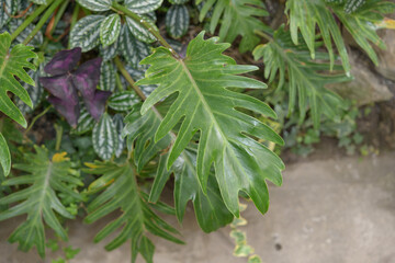 green philodendron xanadu foliage and others near pavement path at the conservatory