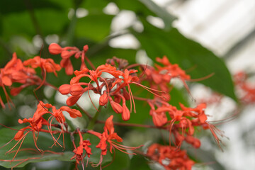 close-up of an orange-red pagoda flower (clerodendrum) on a defocused foliage background