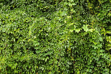 Green ivy leaves background. Natural plant texture on wall. Dense foliage creates living wall...