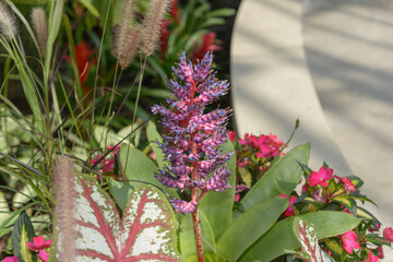 close-up of a bromeliad Aechmea 