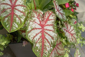 Caladium foliage indoors