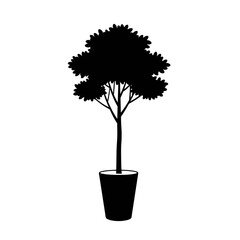 Silhouette of potted tree with lush foliage on transparent background  