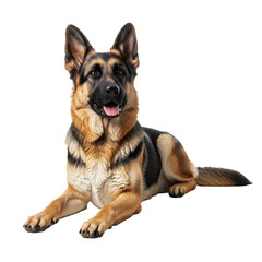 German Shepherd resting against a black background