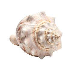 Obraz premium Elegant conch shell against dark backdrop