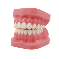 Obraz premium Discover pristine white teeth and healthy gums on a realistic dental model, perfect for oral hygiene education and dental marketing