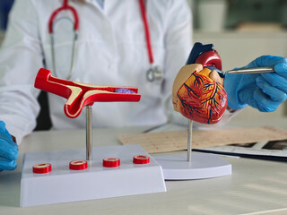 Medical professional examines heart and artery models during a health education session