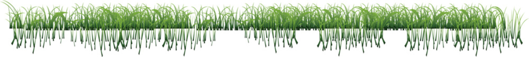 Green Grass Isolated With White Background