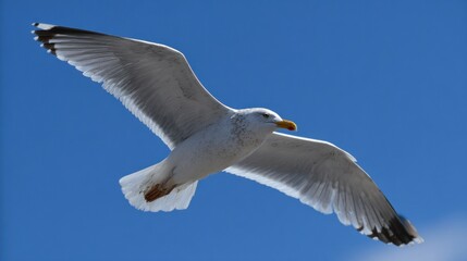Seagull soaring in blue sky