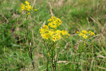 Several stems of bright yellow wildflowers bloom amidst green grass, creating a lively and sunny...