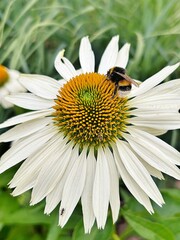 white flower echinacea, blooming flower, bee on flower ball, ant on white flower petal