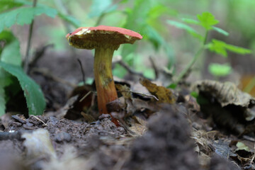 A mushroom with a red cap and yellow stem emerges from moist soil among fallen leaves, surrounded by green plants against a blurred background. Its vibrant colors create an attractive accent, highligh