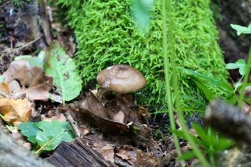 A small mushroom grows from the forest floor, surrounded by fallen leaves and vibrant green moss....