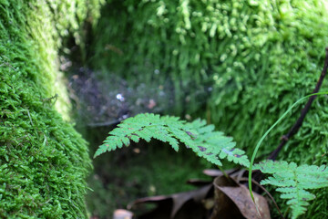 Green fern grows amidst vibrant moss and fallen leaves on the forest floor, creating a picturesque...