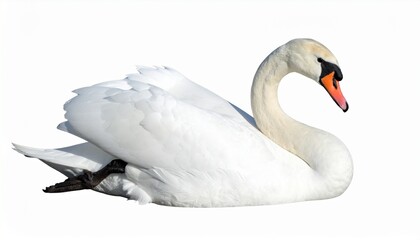 Obraz premium Elegant White Swan, Graceful Posture, Serene Aquatic Bird