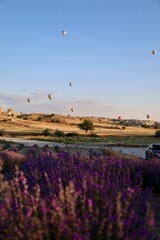 Lavender Fields Balloons. Lavender field, rural landscape in summer