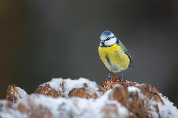 Eurasian blue tit (Cyanistes caeruleus) searching for food in the forest in the Netherlands. 