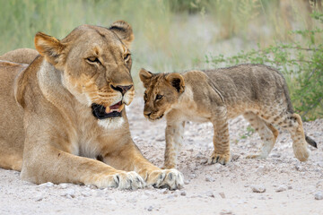Lion mother with cub. This lioness was resting with her cubs in Etosha National Park in Namibia. The lioness wants to rest but the cubs want to play and drink. Nice lion interaction.