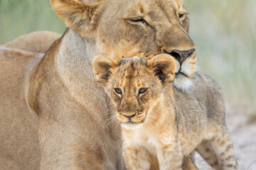 Lion mother with cub. This lioness was resting with her cubs in Etosha National Park in Namibia. The lioness wants to rest but the cubs want to play and drink. Nice lion interaction.