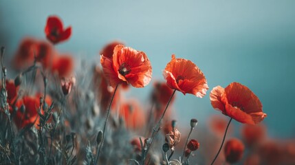 Vibrant red poppies in a field
