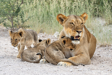 Lion mother with cub. This lioness was resting with her cubs in Etosha National Park in Namibia. The lioness wants to rest but the cubs want to play and drink. Nice lion interaction.