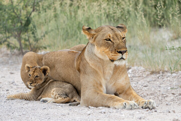 Lion mother with cub. This lioness was resting with her cubs in Etosha National Park in Namibia. The lioness wants to rest but the cubs want to play and drink. Nice lion interaction.