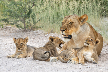 Lion mother with cub. This lioness was resting with her cubs in Etosha National Park in Namibia. The lioness wants to rest but the cubs want to play and drink. Nice lion interaction.