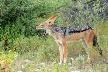 Black-backed jackal searching for food in Etosha National Park in Namibia