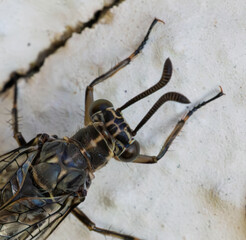 Euroleon nostras is an animal that is like a dragonfly but has horns and wings