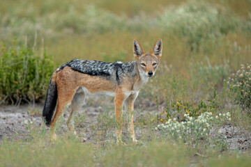Black-backed jackal searching for food in Etosha National Park in Namibia