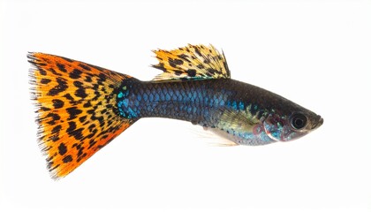 Vibrant Leopard Guppy Fish Aquatic, Colorful, Tropical, Fins, Tail, Scales, Body, Isolated