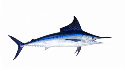 Naklejka premium Striped Marlin Ocean Predator, Blue Fins, Powerful Swimmer, Marine Life, Aquatic Animal, Saltwater F