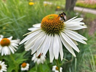 white flower echinacea, blooming flower, bee on flower ball, ant on white flower petal
