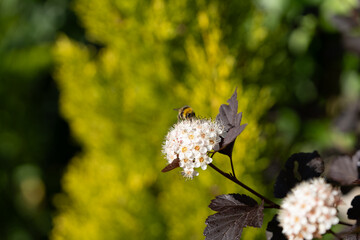 A bumblebee sits on white buds, its fuzzy body contrasting with the delicate petals. It pauses for...