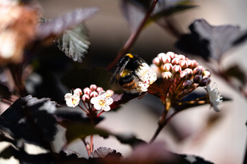 A bumblebee sits on white buds, its fuzzy body contrasting with the delicate petals. It pauses for...