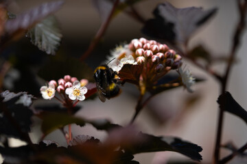 A bumblebee sits on white buds, its fuzzy body contrasting with the delicate petals. It pauses for...